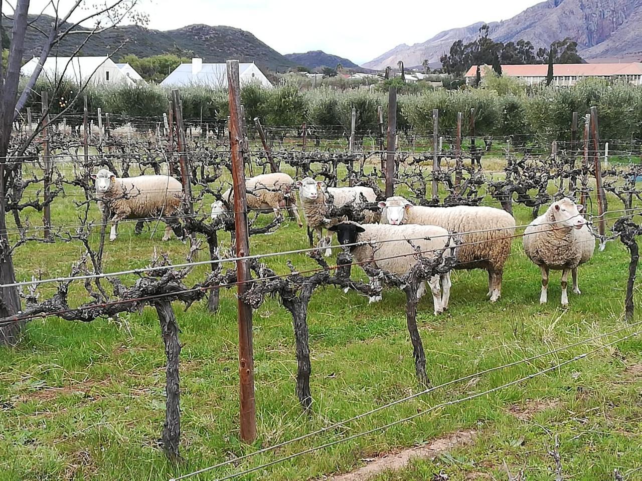 The Vineyard Country House Hotel Montagu Exterior photo